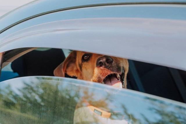 Tragödie vor Schwimmbad: Hund stirbt in überhitztem Auto